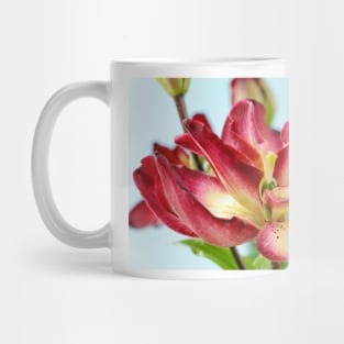 Lilium  &#39;Double Sensation&#39;   Double Asiatic lily Mug